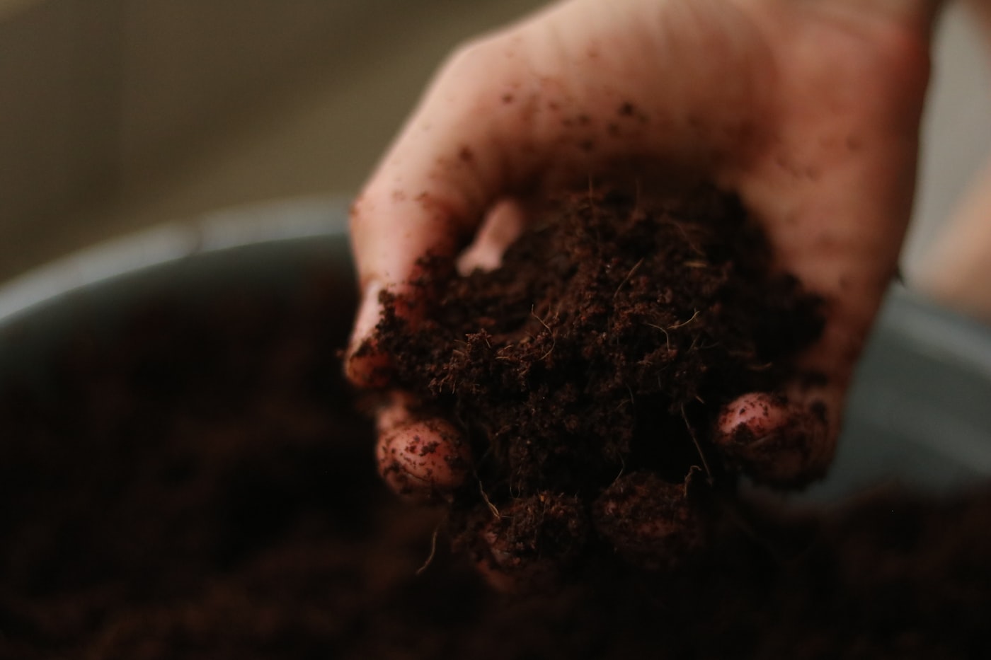 Abonado del tomate: qué, cuándo y cuánto