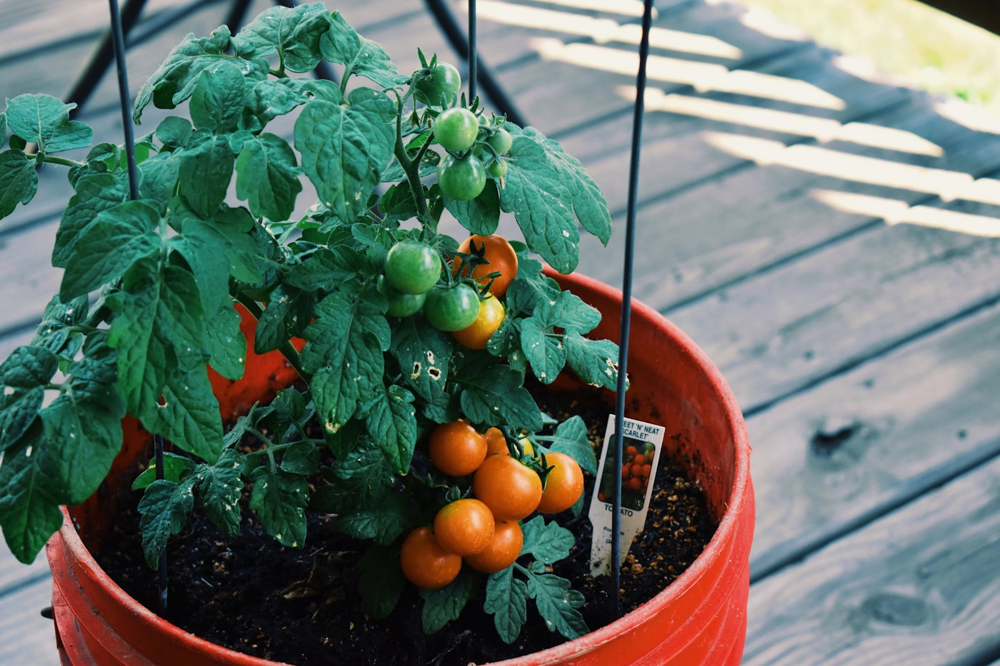 Cultivo de tomate en maceta: guía completa