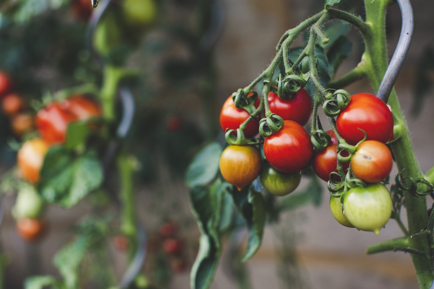 Destallado y poda del tomate: guía práctica
