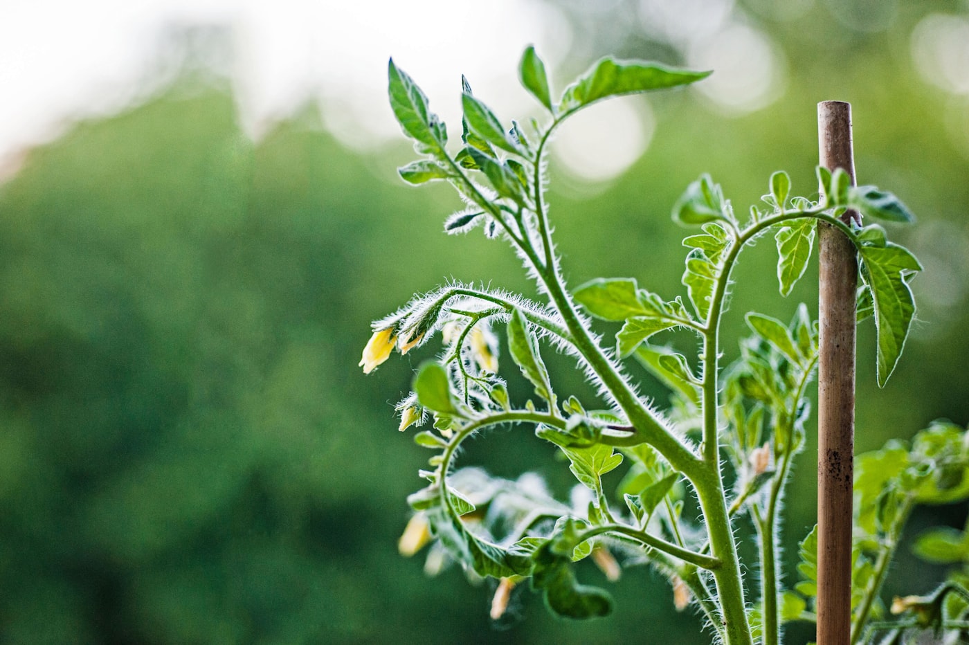Entutorado de tomateras: cómo y cuándo
