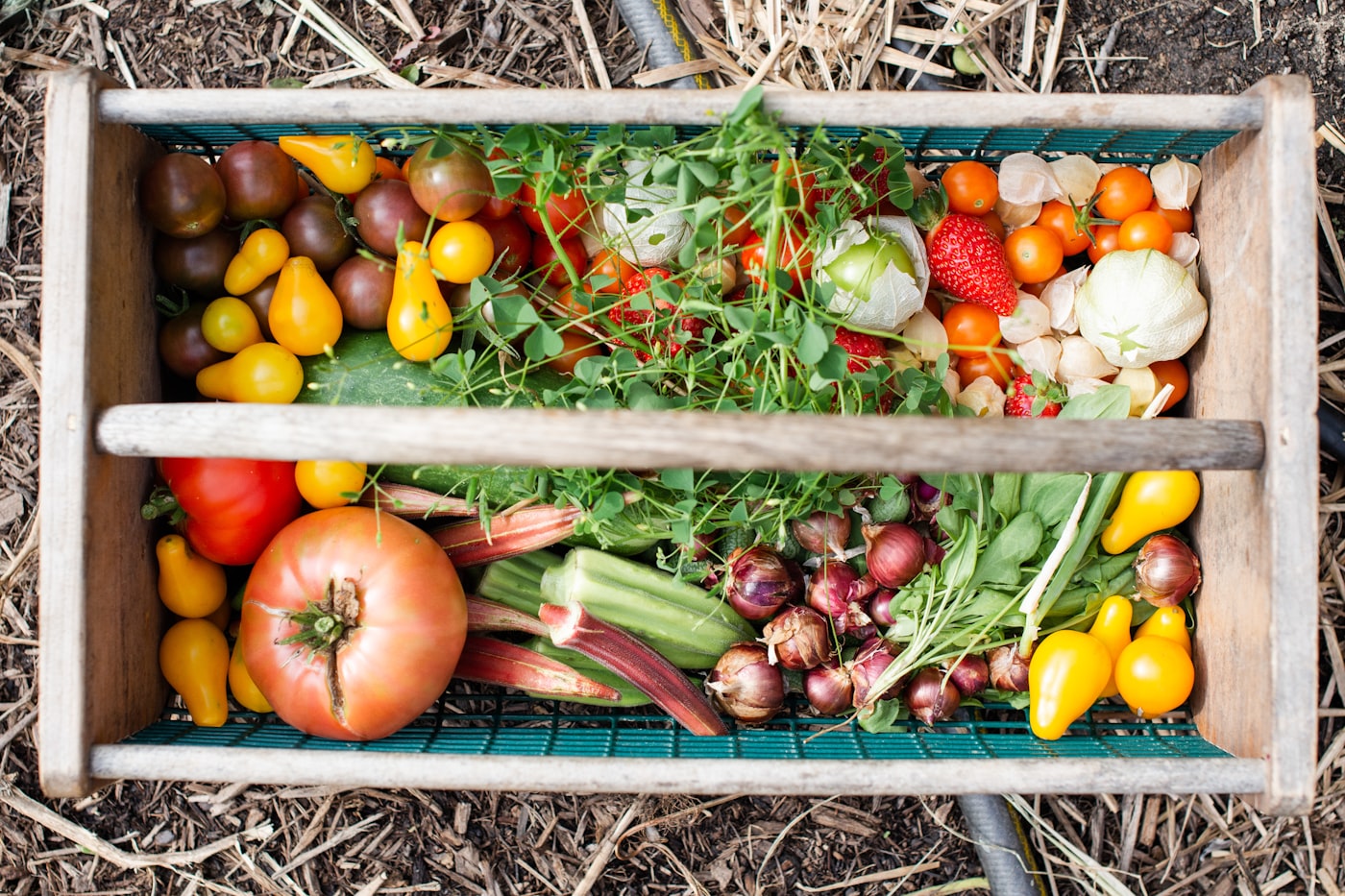 Guía completa del cultivo del tomate