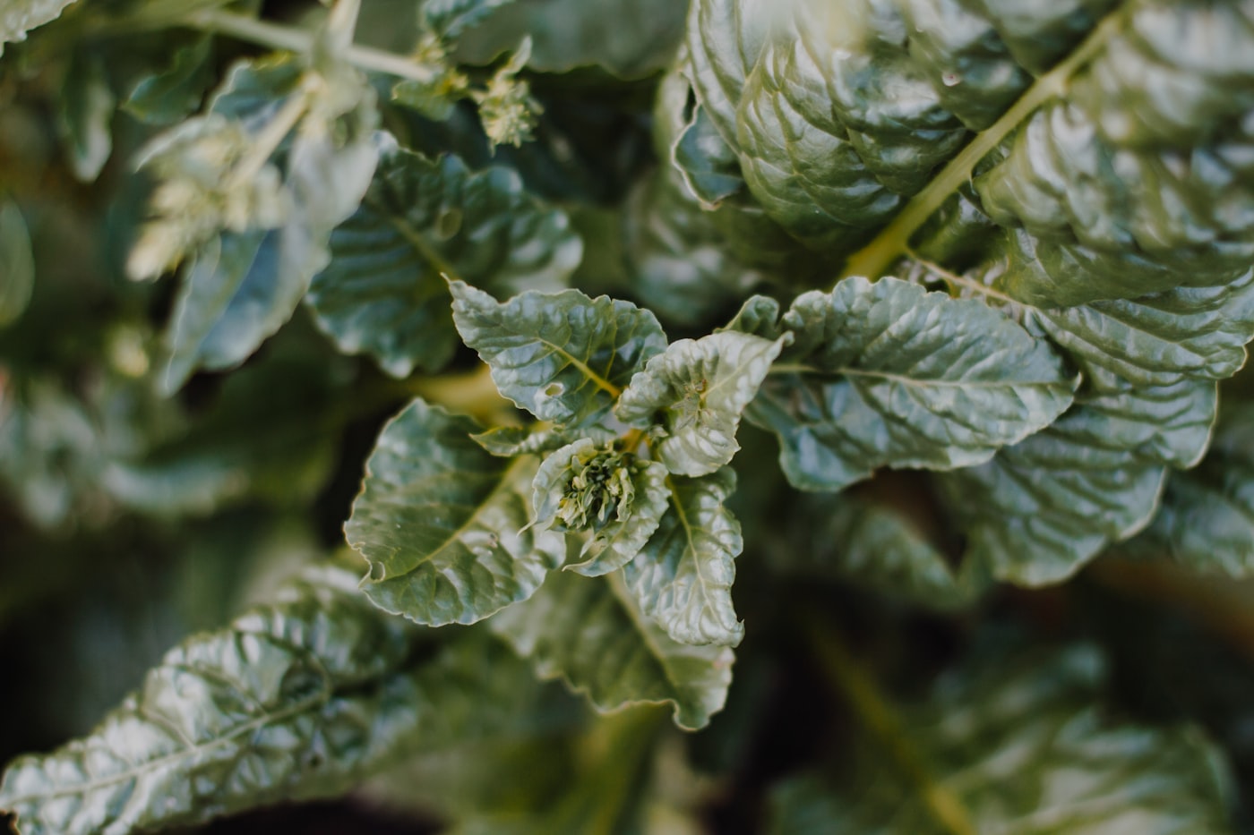 Mildiu del tomate: cómo reconocerlo y combatirlo
