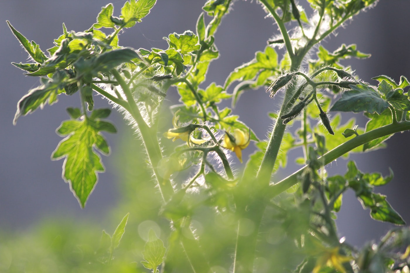 Por qué se enrollan las hojas del tomate (y cuándo preocuparse)
