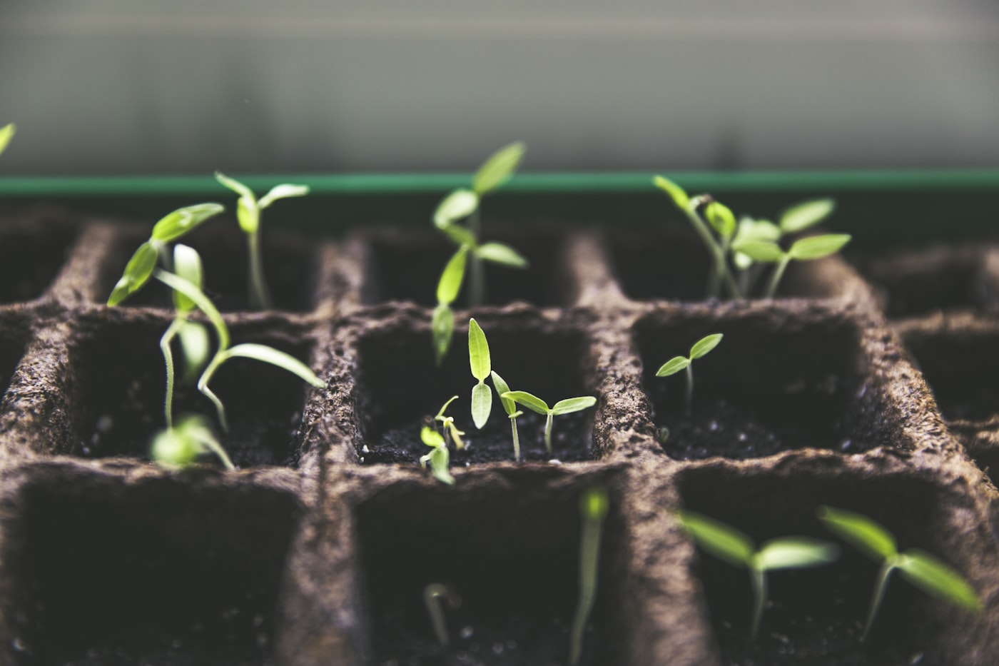 Semillas o plantel de tomate: ¿qué es mejor?