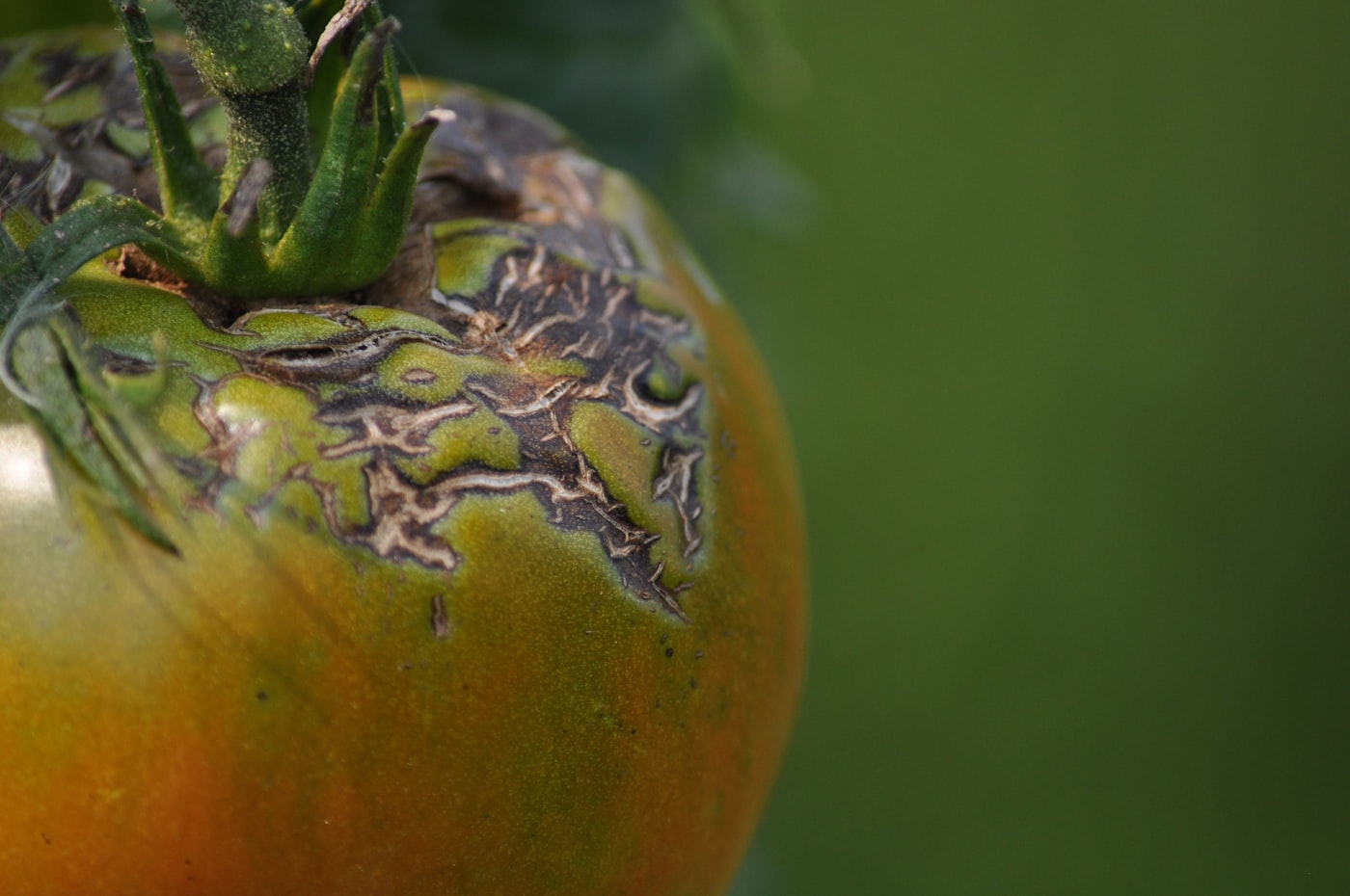 Tuta absoluta: la polilla que perfora el tomate