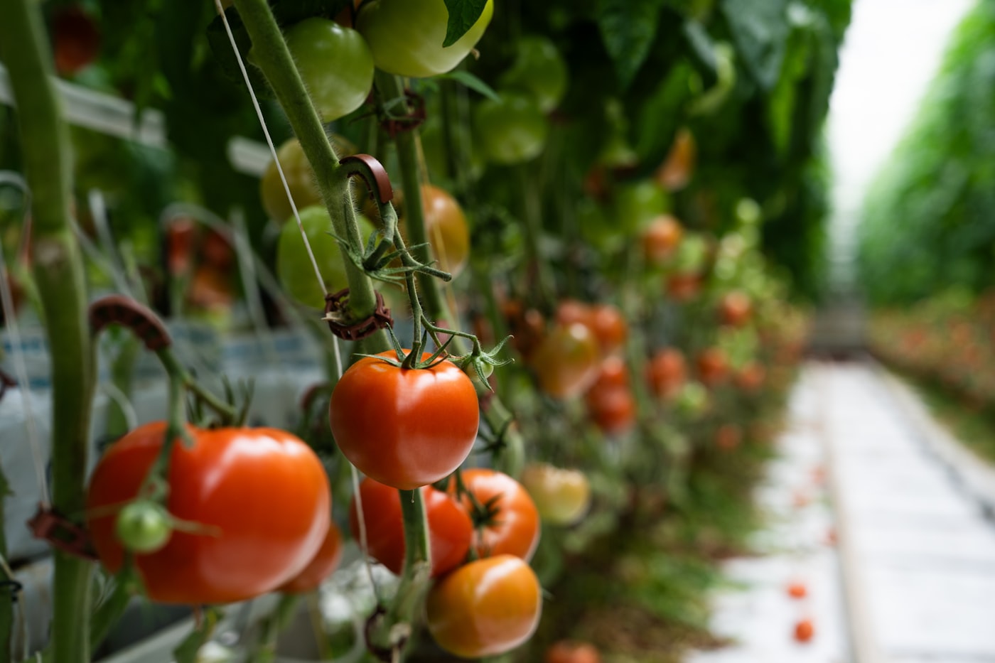 Tomate Green Zebra
