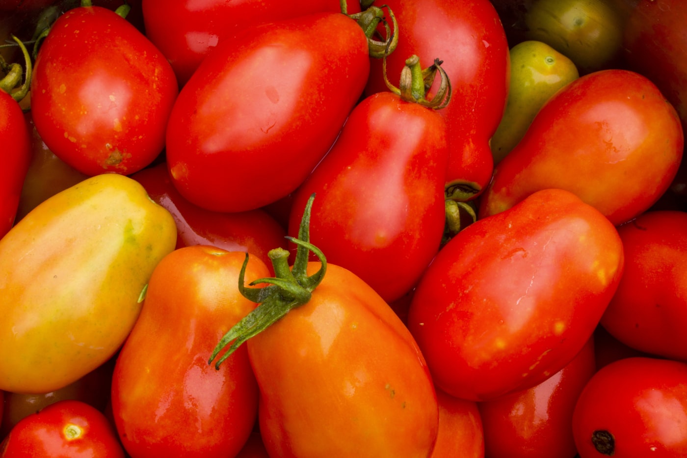 Tomate pera