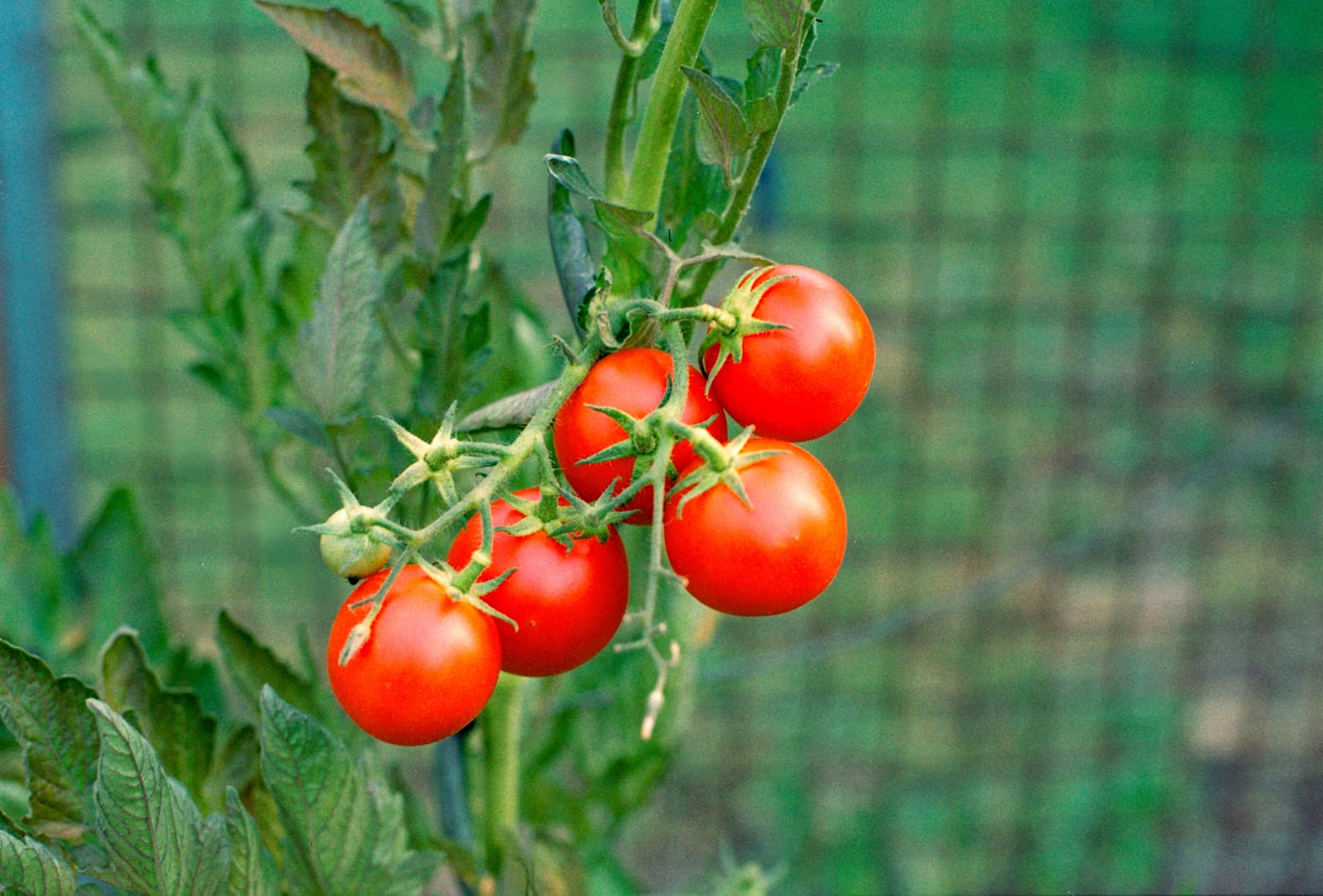 Tomate San Marzano
