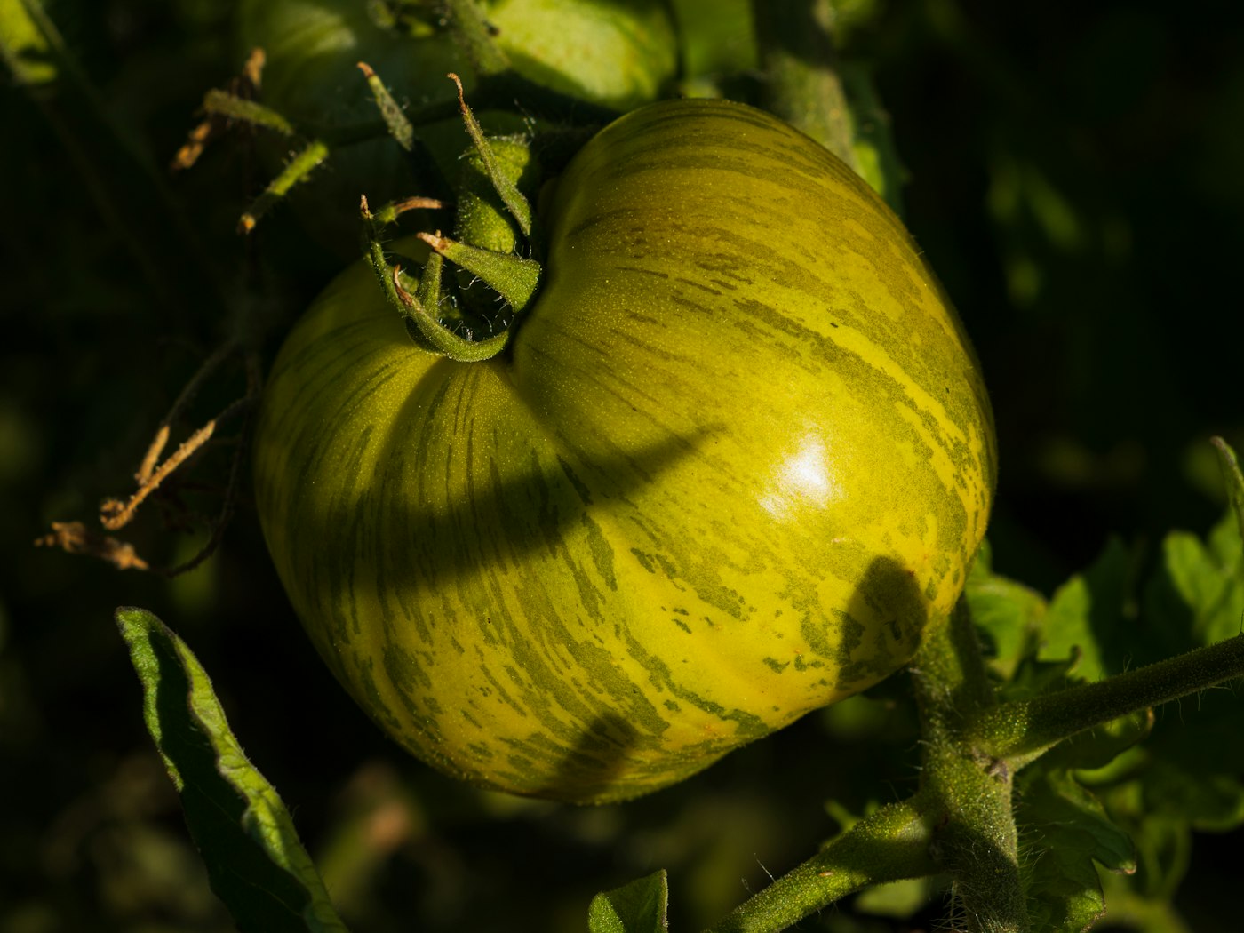 Tomate Tigerella