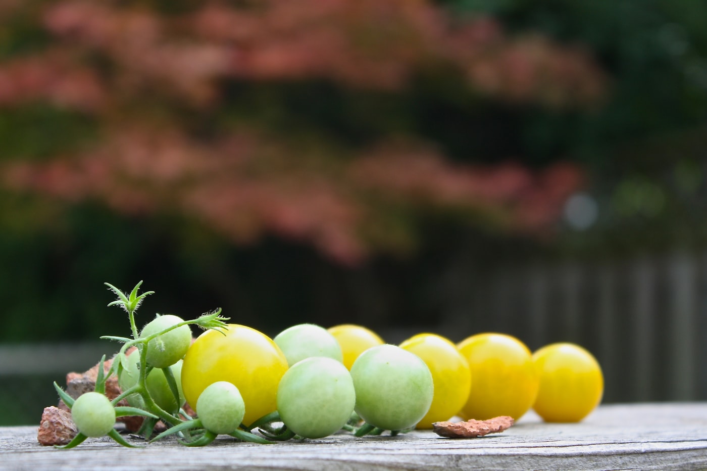 Tomate amarillo