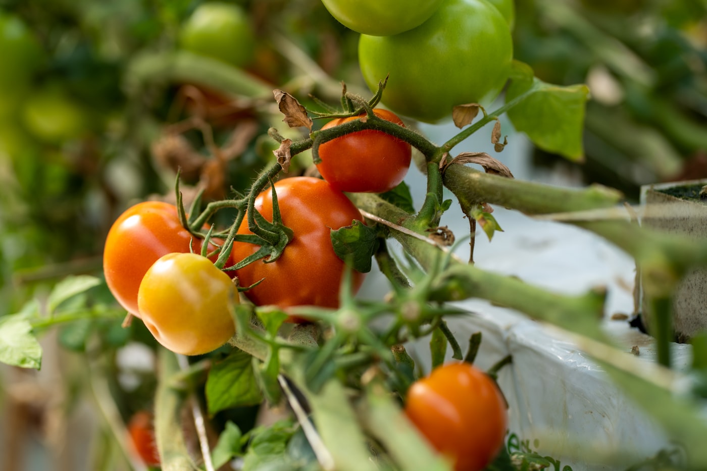 Tomate de colgar