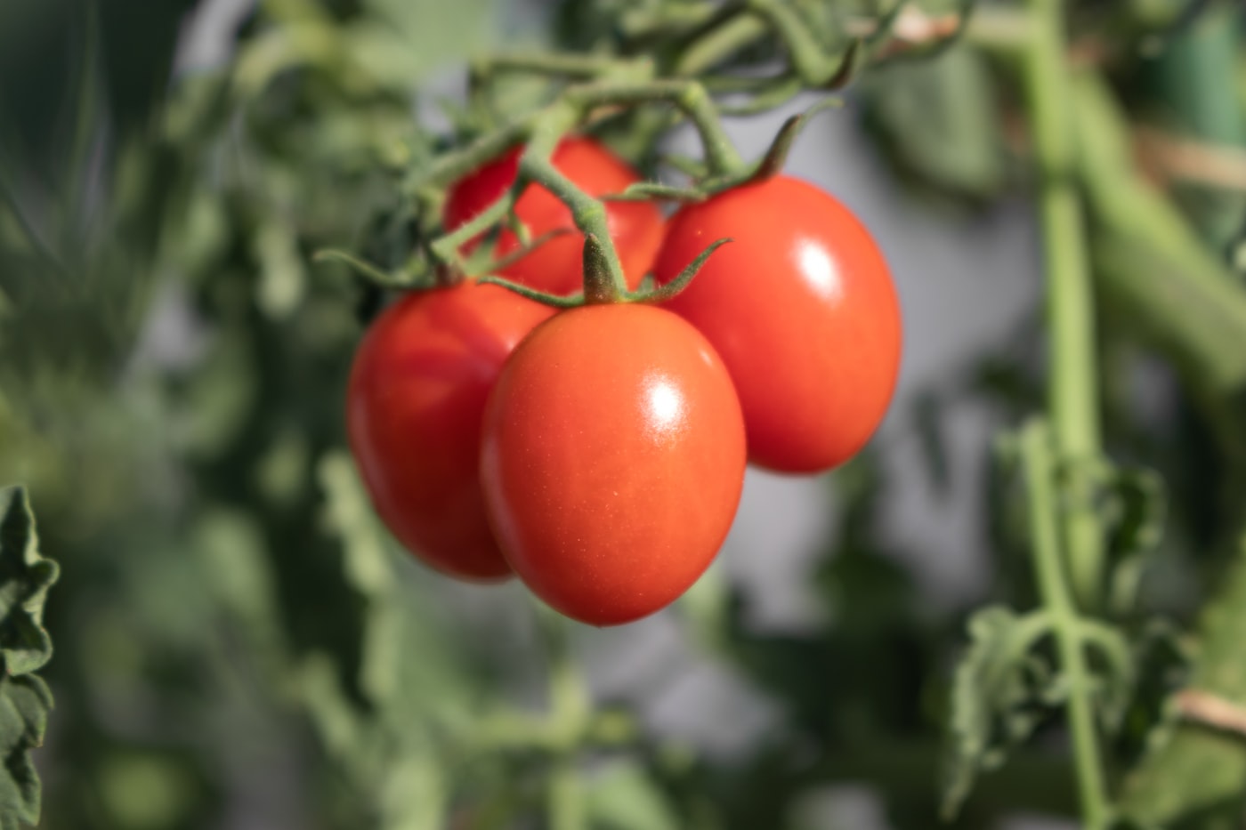 Tomate Valenciano